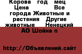 Корова 1 год 4 мец › Цена ­ 27 000 - Все города Животные и растения » Другие животные   . Ненецкий АО,Шойна п.